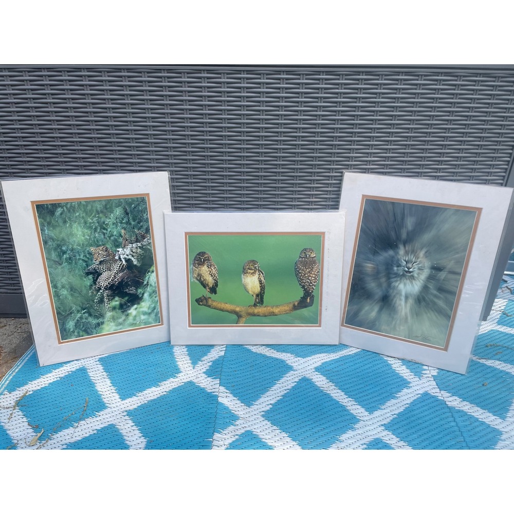 Mark J Thomas Wildlife Photography Prints Set 3 Leopard Owls Bobcat Matted Art